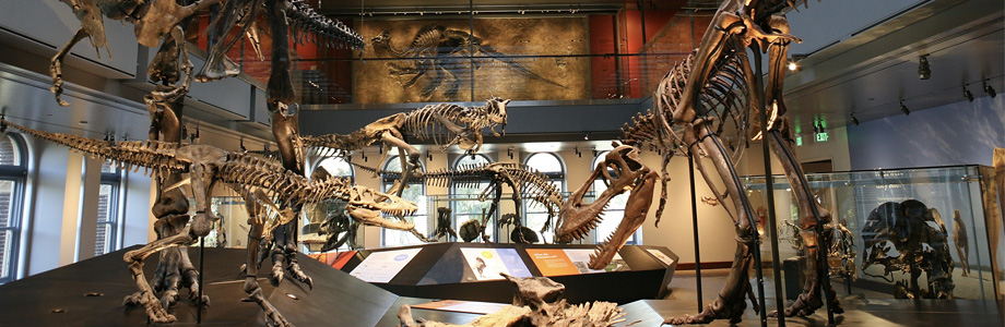 dinosaur skeletons on display in museum